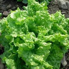 Vegetable Seeds, Seeds for Planting, Plant Seeds