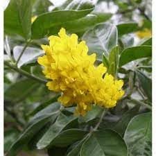 Flower Seeds, Seeds for Planting, Plant Seeds