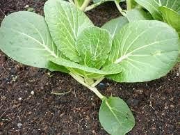 Vegetable Seeds, Seeds for Planting, Plant Seeds