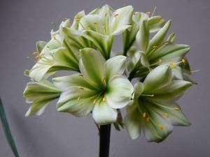 Flower Seeds, Seeds for Planting, Plant Seeds