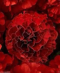 red marigold flower seed Dark Red Marigold Flower Seeds for Planting – Heirloom, Non-GMO, Organ – Neeraseeds