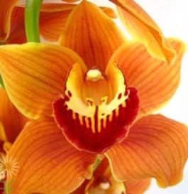 Flower Seeds, Seeds for Planting, Plant Seeds