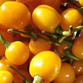 Bode Pepper Seeds for Planting – Non-GMO, Heirloom, Organic Garden Seeds, High Germination Vegetable Seeds