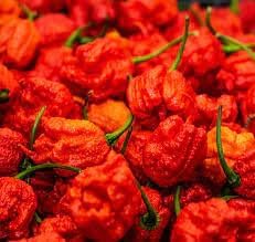planting trinidad scorpion seeds Trinidad Scorpion Pepper Vegetable Seeds for Planting
