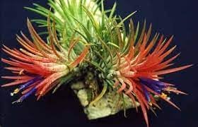 Flower Seeds, Seeds for Planting, Plant Seeds