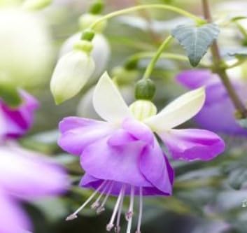 Flower Seeds, Seeds for Planting, Plant Seeds