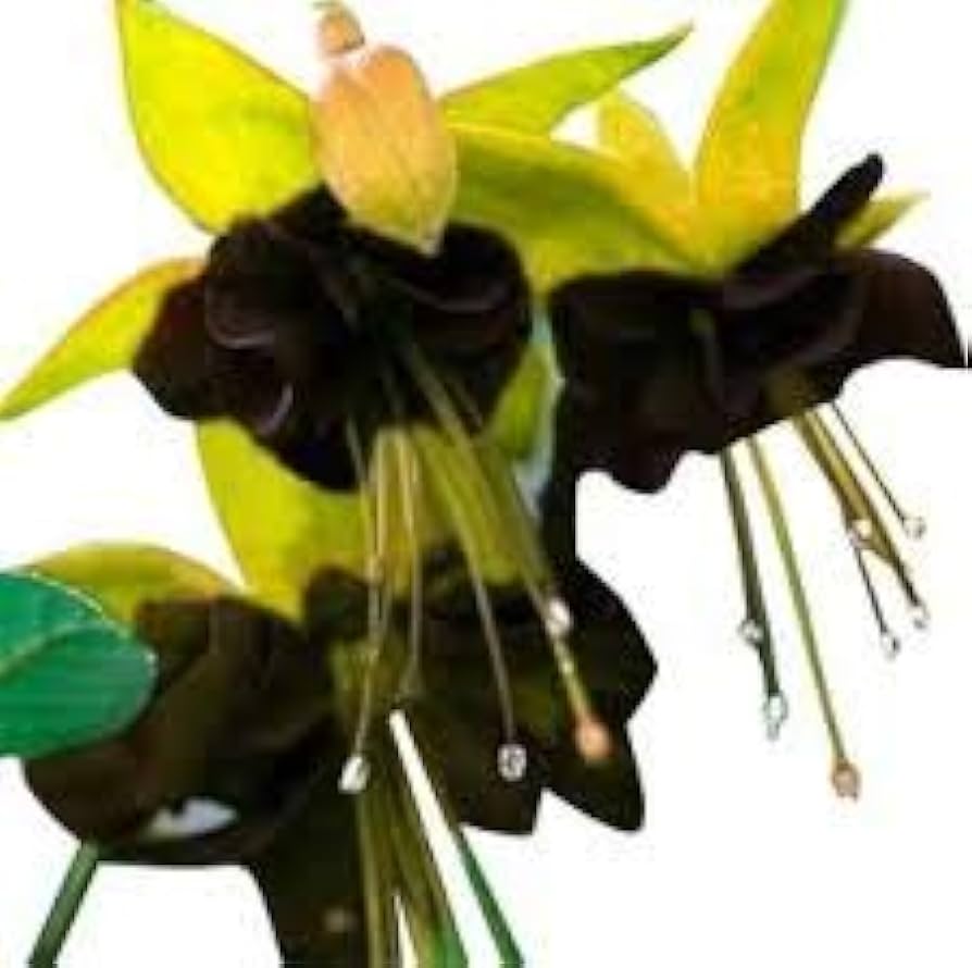 Black Green Fuchsia Flower Seeds for Planting – Heirloom Non-GMO High Germination Garden Seeds