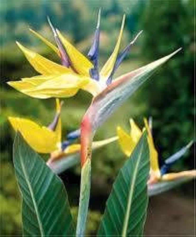 Yellow Blue Strelitzia Reginae Seeds – Heirloom, Non-GMO Bird of Paradise Seeds for Planting