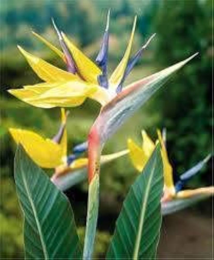 Yellow Blue Strelitzia Reginae Seeds – Heirloom, Non-GMO Bird of Paradise Seeds for Planting