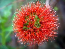 Flower Seeds, Seeds for Planting, Plant Seeds
