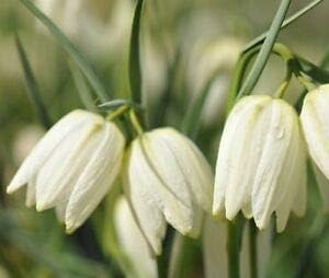 Flower Seeds, Seeds for Planting, Plant Seeds