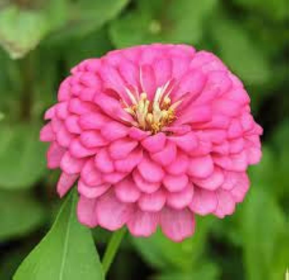 Light Pink Zinnia Flower Seeds for Planting – Heirloom, Non-GMO, High Germination Organic Garden Seeds