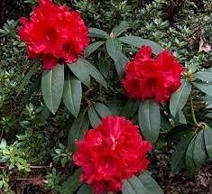 Rhododendron Red Flower Seeds for Planting – Heirloom & Non-GMO Garden –  Neeraseeds