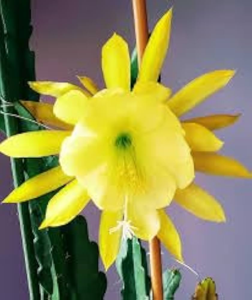 Yellow Nopalxochia Flower Seeds for Planting – Heirloom, Non-GMO, High Germination Cactus Garden Seeds
