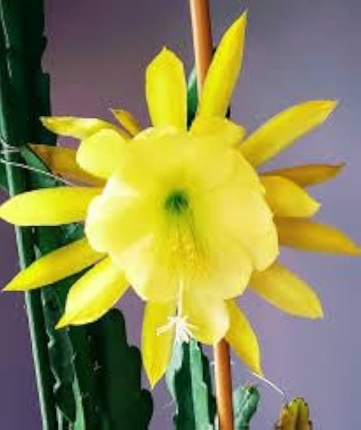 Yellow Nopalxochia Flower Seeds for Planting – Heirloom, Non-GMO, High Germination Cactus Garden Seeds