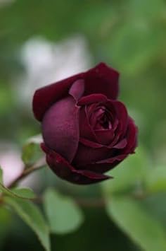 Flower Seeds, Seeds for Planting, Plant Seeds