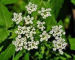 Flower Seeds, Seeds for Planting, Plant Seeds