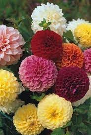 Mixed Dahlia Pompon Flower Seeds for Planting – Heirloom & Non-GMO Summer Blooming Garden Variety 250 pcs