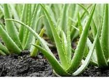 aloe plant seeds Aloe Vera Plant Seeds for Planting – Heirloom, Non-GMO Medicinal Succu –  Neeraseeds