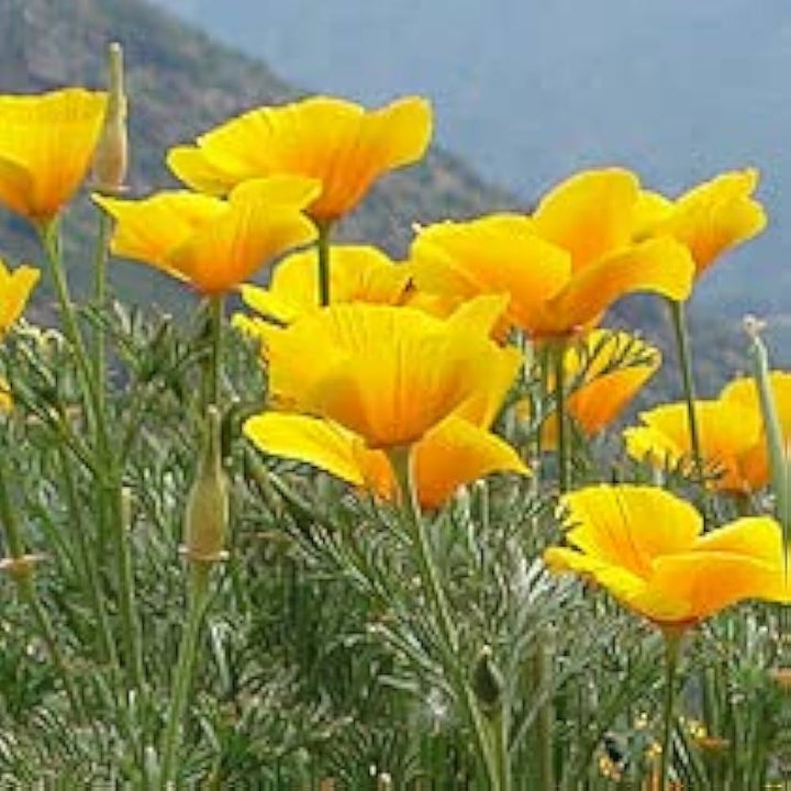 Yellow Eschscholtzia Flower Seeds – Heirloom Non-GMO High Germination Organic Garden Seeds for Planting