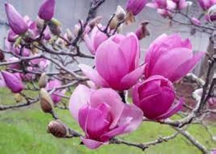 Soulangeana Flower Seeds for Planting – Heirloom, Non-GMO, Organic Garden Seeds, High Germination