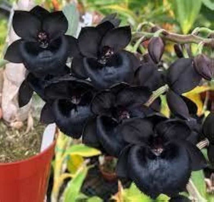 Black Dendrobium Flower Seeds for Planting - Heirloom Non-GMO High Germination Organic Garden Seeds