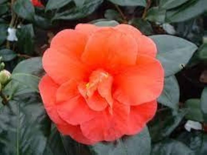 Camellia Orange Flower Seeds – Heirloom Non-GMO Garden Blooms for Lush Landscaping