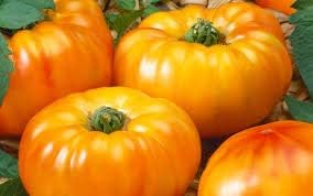 Vegetable Seeds, Seeds for Planting, Plant Seeds