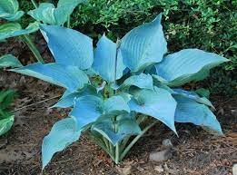 where are the seeds on a hosta plant Hosta Flower Seeds for Garden Planting – Heirloom, Non-GMO, High Germi – Neeraseeds