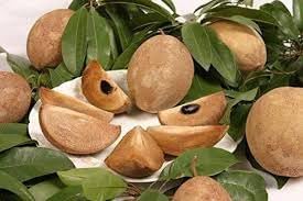 planting sapodilla seed Sapodilla Fruit Seeds for Planting – Heirloom Non-GMO High Germination –  Neeraseeds