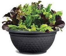 Vegetable Seeds, Seeds for Planting, Plant Seeds