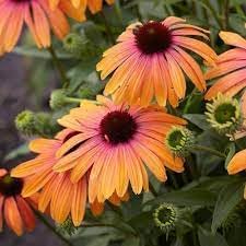Flower Seeds, Seeds for Planting, Plant Seeds