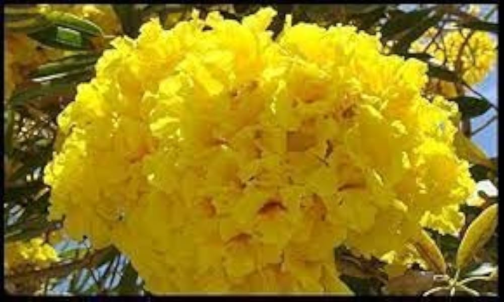 Yellow Jacaranda Flower Seeds – Heirloom Non-GMO Seeds for Garden Planting