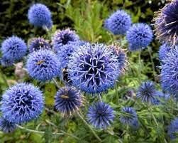 Flower Seeds, Seeds for Planting, Plant Seeds