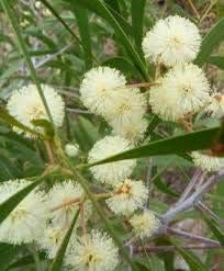 Flower Seeds, Seeds for Planting, Plant Seeds