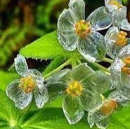 Skeleton Flower Seeds (Diphylleia grayi) for Planting – Heirloom and Non-GMO garden seeds