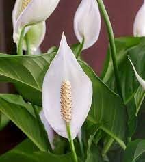 buy peace lily seeds Buy Premium Quality Peace Lily Plant Seeds Online