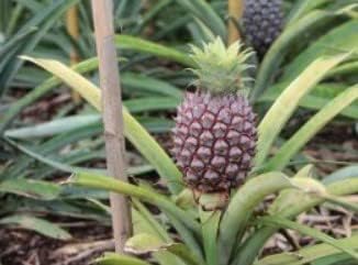 buy pineapple plants Black Mission Fig Seeds – Heirloom Non-GMO Fruit Seeds for Garden Planting 100 pcs