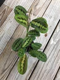 Maranta Leuconeura Seeds for Planting  Organic Heirloom Non-GMO Prayer  Plant Seeds