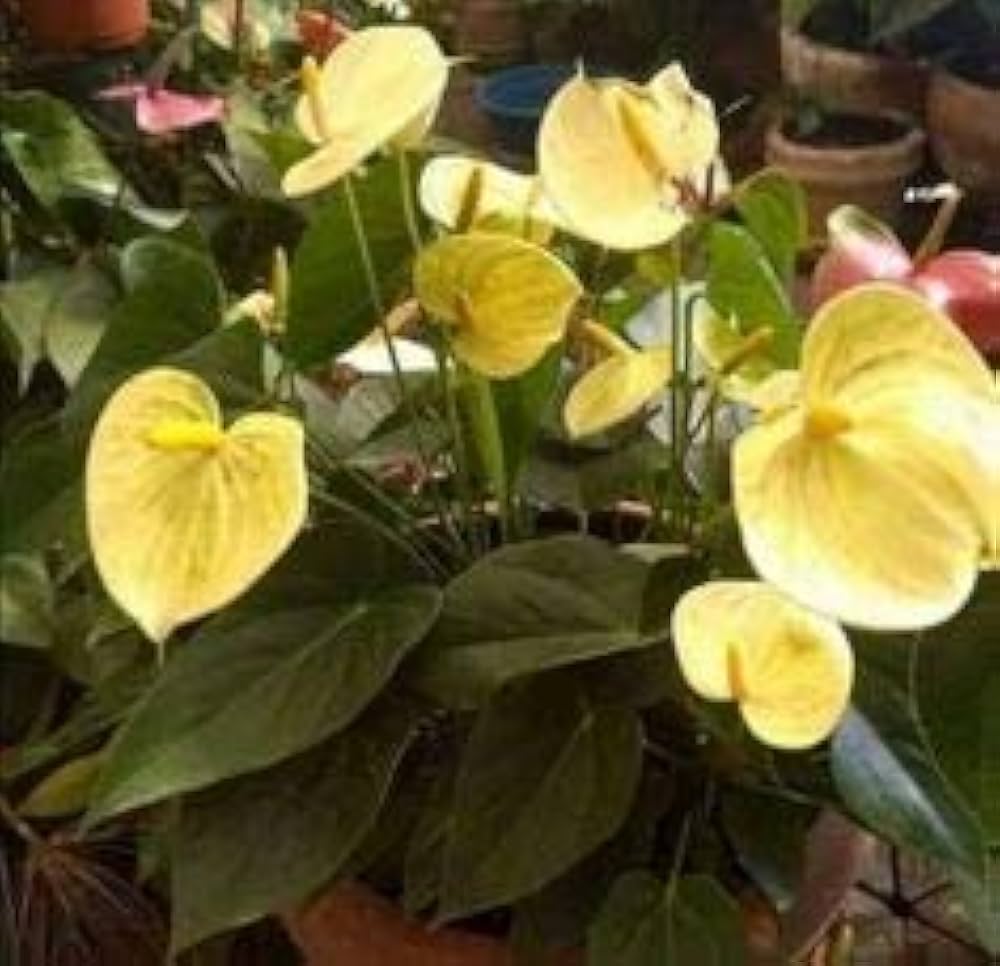 Yellow Anthurium Andraeanu Flower Seeds for Planting – Heirloom & Non-GMO Tropical Garden Seeds