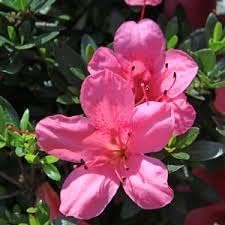 azalea flower seeds for sale Pink Satsuki Azalea Flower Seeds for Planting – Heirloom, Non-GMO, High  Germination Organic Garden Seeds