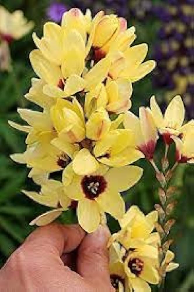 \Heirloom Ixia Flower Seeds for Planting - Non-GMO Colorful Bloom High Germination Organic Garden Seeds