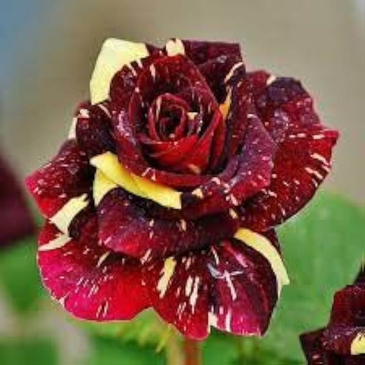 Yellow Maroon Rose Flower Seeds for Planting – Non-GMO, Heirloom Garden Seeds