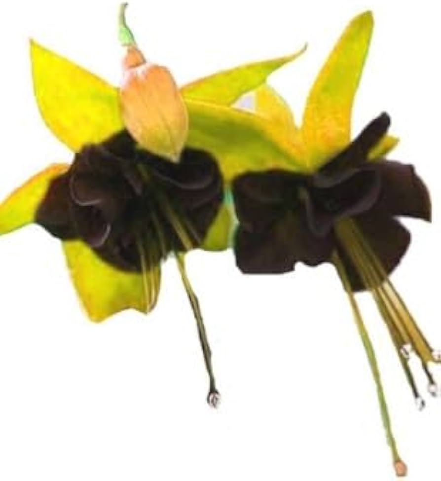 Black Green Fuchsia Flower Seeds for Planting – Heirloom Non-GMO High Germination Garden Seeds