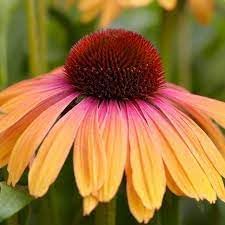Flower Seeds, Seeds for Planting, Plant Seeds