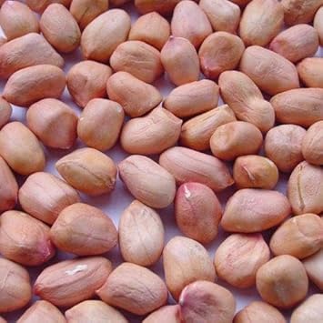 Pinto Bean Seeds For Sale | Resealable Long-Life Mylar Packets – Seed Armory