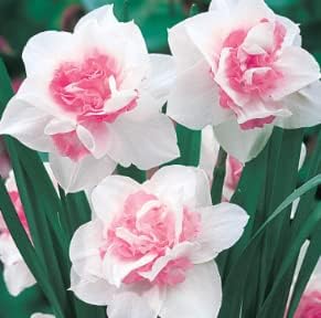 Flower Seeds, Seeds for Planting, Plant Seeds