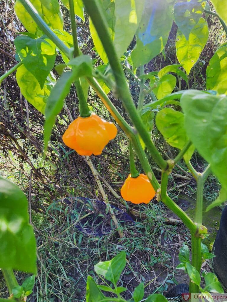 planting scotch bonnet pepper seeds TFM Scotch Bonnet Pepper Seeds for Planting heirloom & Non-GMO Seeds – Fresh Vegetable for Your Garden, Vegetable Seeds – Neeraseeds