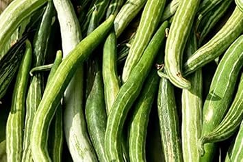 Vegetable Seeds, Seeds for Planting, Plant Seeds