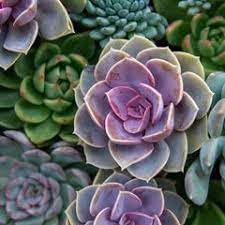 rainbow succulent seeds Heirloom Non-GMO Rainbow Succulent Flower Seeds – High Germination Organic  Garden Seeds for Planting